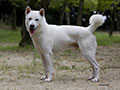 Kishu