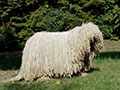 Komondor