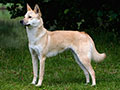 Korea Jindo Dog