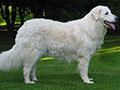 Kuvasz