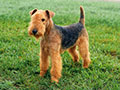 Lakeland Terrier