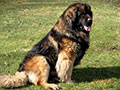 Leonberg