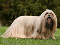 Lhassa Apso