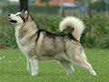 Malamute de l'Alaska