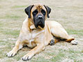 Mastiff