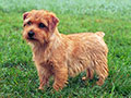 Norfolk Terrier