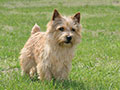 Norwich Terrier