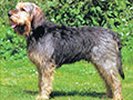 Otterhound