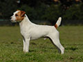 Parson Russel Terrier