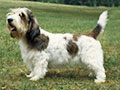 Petit Basset Griffon