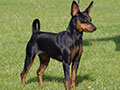 Pinscher