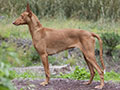 Podenco Canario