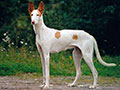 Podenco Ibicenco