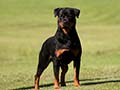 race rottweiler