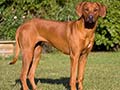 Rhodesian Ridgeback 