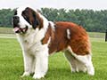 Saint Bernard