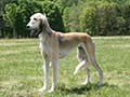 Saluki