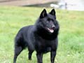 Schipperke