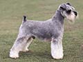 Schnauzer