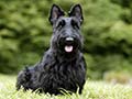 Scottish terrier