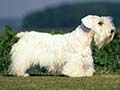 Sealyham terrier