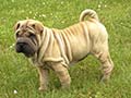 Shar pei