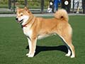 Shiba inu