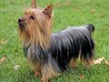 Silky terrier