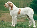 Spinone