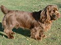 Sussex spaniel