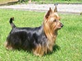 Terrier Australien