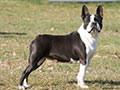 Terrier de Boston