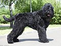 Terrier Noir Russe