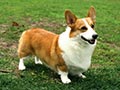 Welsh corgi