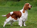 Welsh Springer spaniel