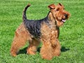 Welsh Terrier