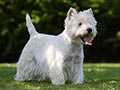 West highland white terrier