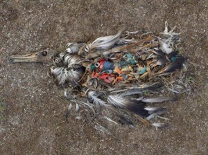 Les effets néfastes du plastique sur les oiseaux marins