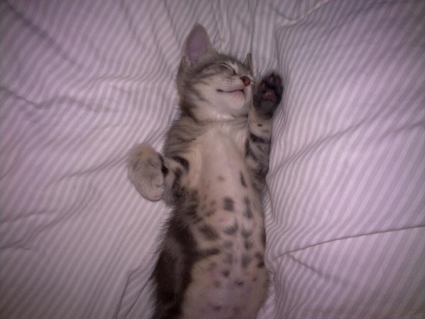 Chaton qui dort