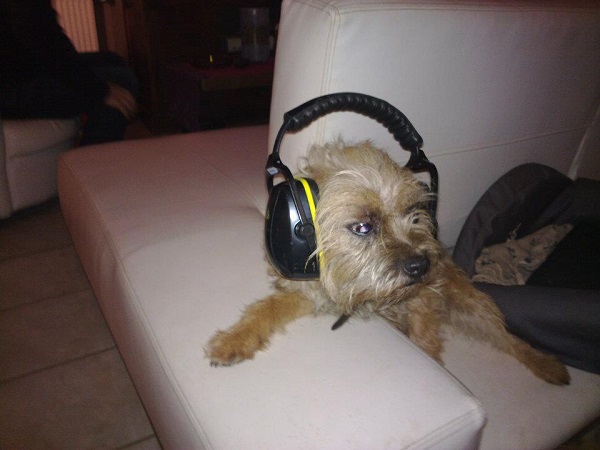 Chien Dj