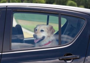 Chien en voiture