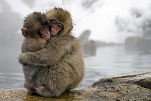 Macaque japonais One Life