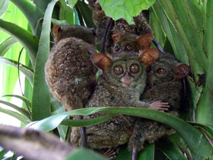 Famille de tarsiers