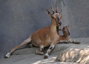 femelle markhor