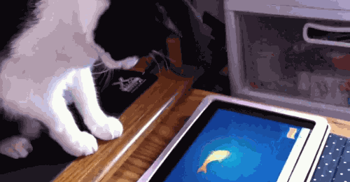 Chat joue avec une tablette