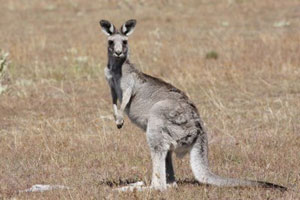 kangourou bush australien