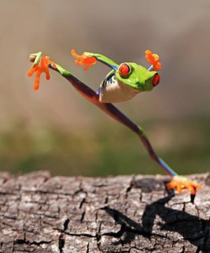 Kung Fu grenouille