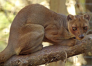 Le fossa