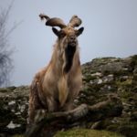 markhor