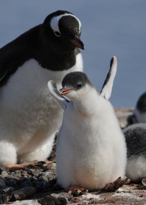 Pingouin happy feet